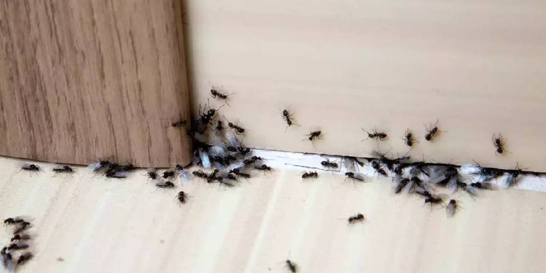 Yazın gelişi karıncaları da getirmesin! Bu kokuya dayanamıyor, topluca kaçıyorlar: İşte karıncalar için en etkili yöntem 1